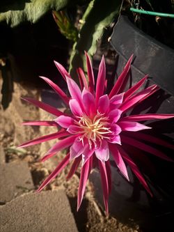 Rooted dragon fruit plant