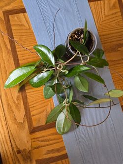 Hoya Plant in Clear Pot