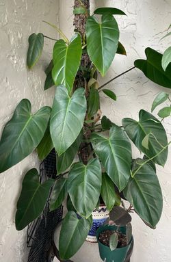 Philodendron green emerald starter plant 🪴