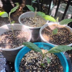 Loquat Seedlings