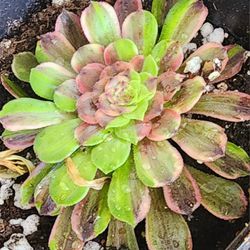 Succulents Plants Rare Variegated Aeoniums Pick Up In Upland Or Ship To You 