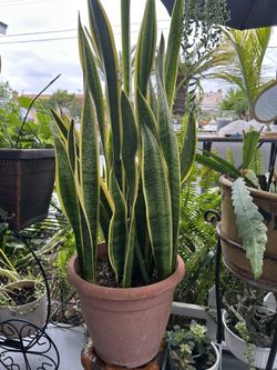 Una Planta de espada de San Jorge 