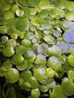 Floating Aquatic Plant-Frog Bit 