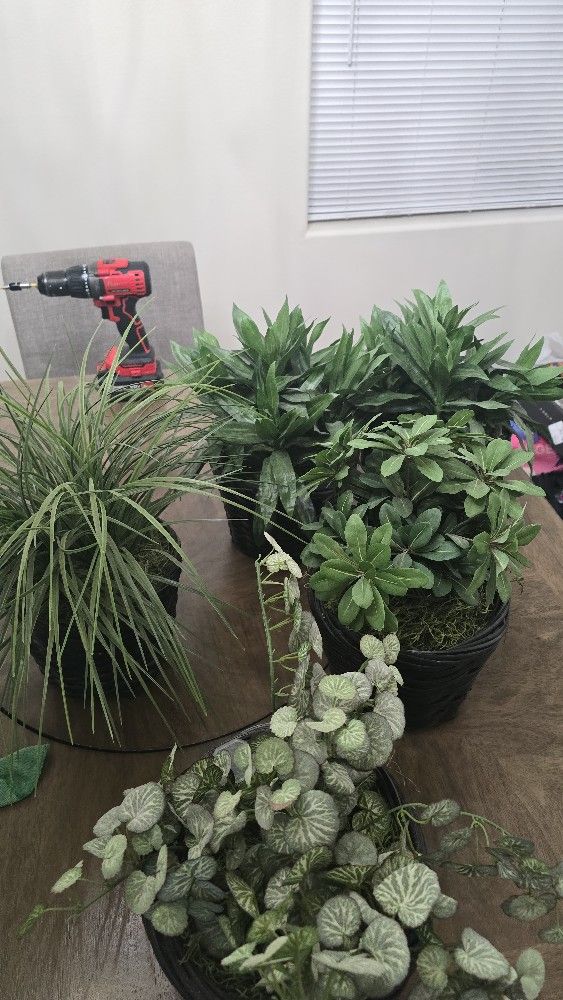 Decorative Plants