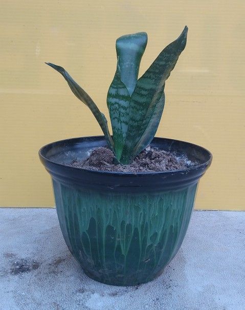 Dwarf Zeylanica Snake Plant 