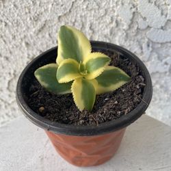 4 Inch Pot Succulent Plant - 	Crassula Sarmentosa Variegated - Comet Variegata - Rooted & Established Plant - Drought Resistant - 🪴 