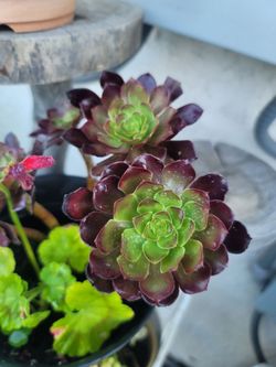 ORGANIC AEONIUM BLACK ROSE AND RED GERANIUM PLANTS.