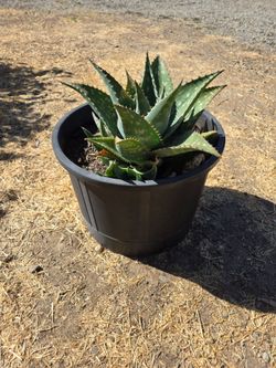 Large Aloe Plant