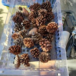 Pine Cones