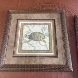 Turtle Picture