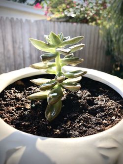 SUCCULENT IN A POT