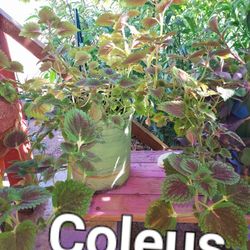 Plants For Sale,please Ask For Prices.