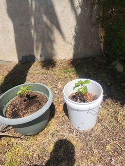 Avocado trees