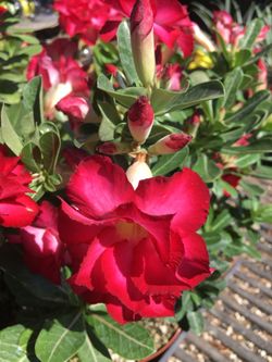 Adenium obesum Desert Rose