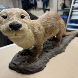 Alaskan River Otter mount.