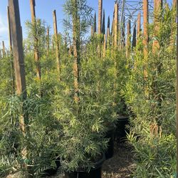 Podocarpus gracilior Fern Pine Trees Hedge 