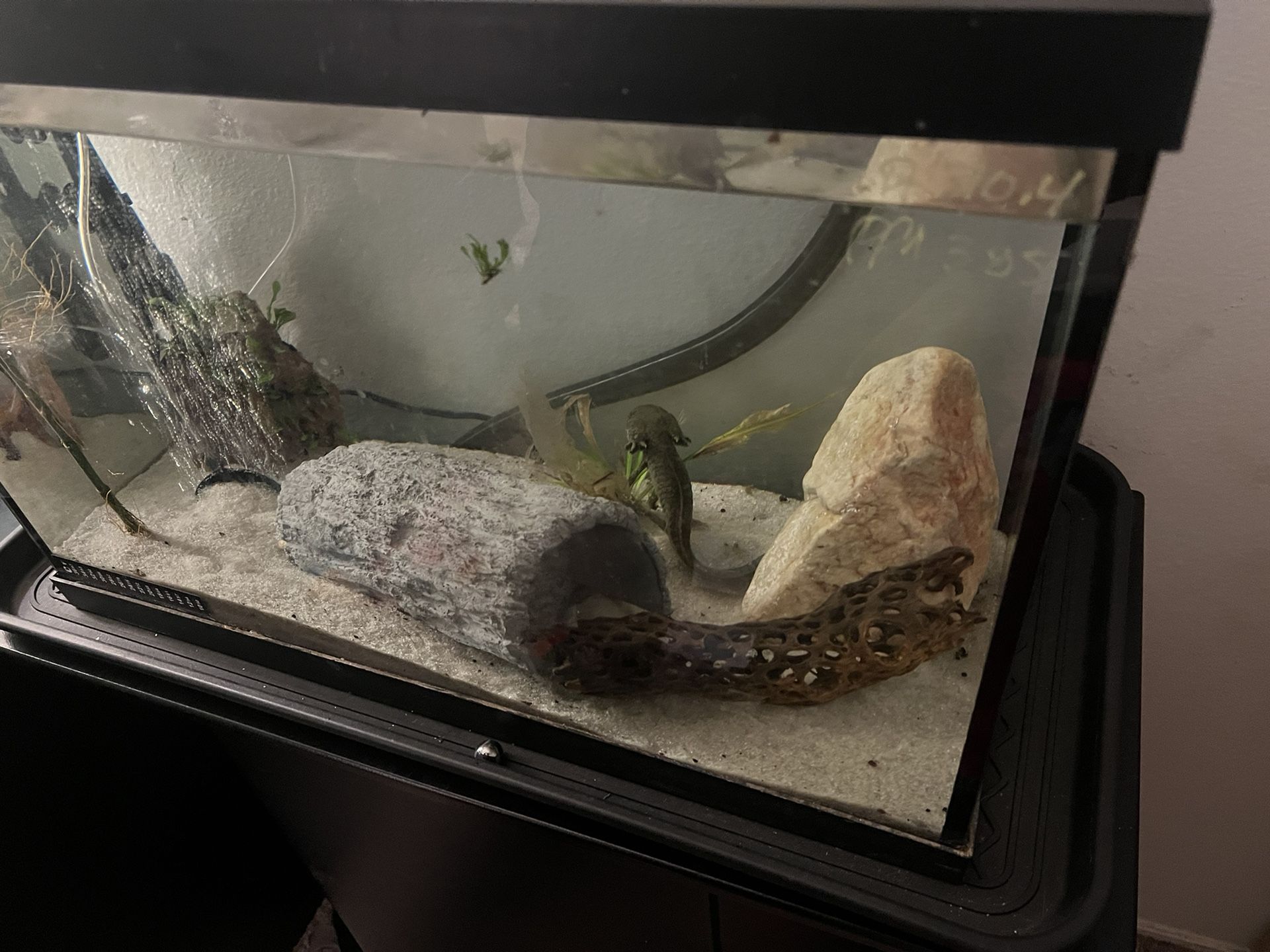 20 Gallon Aquarium Full Kit! Everything Included! Base, Canister Filter, Air Pump, Live Plants, Deco, Fully Cycled