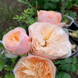 DA Juliet Wedding Tree Rose