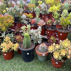 Variety Of Succulents Plants 