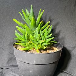 Gold Tooth Aloe (Aloe nobilis)