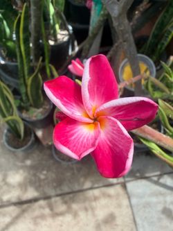 Cutting plumeria