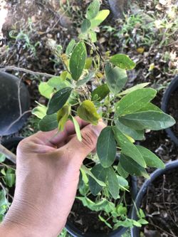 Guamuchil dulce