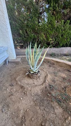 Agave Americana “Marginata”