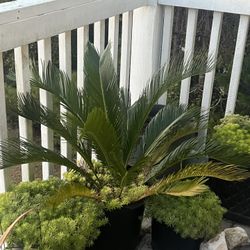 Sago Palm