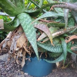 Aloe Plant In Ceramic Pot