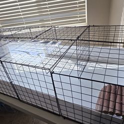 Guinea pig set up