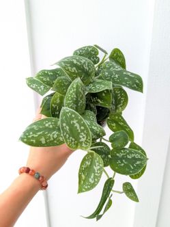 Scindapsus Pictus Argyraeus Silver Satin Pothos Plant 4" Pot - Indoor House Plants