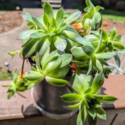 Succulents 