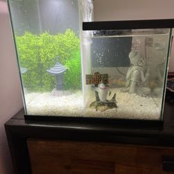 Tank, Decor and Fishes