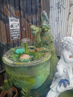 Super beautiful iguana 🦎 fountain