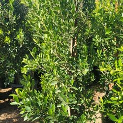 Ficus Nitida