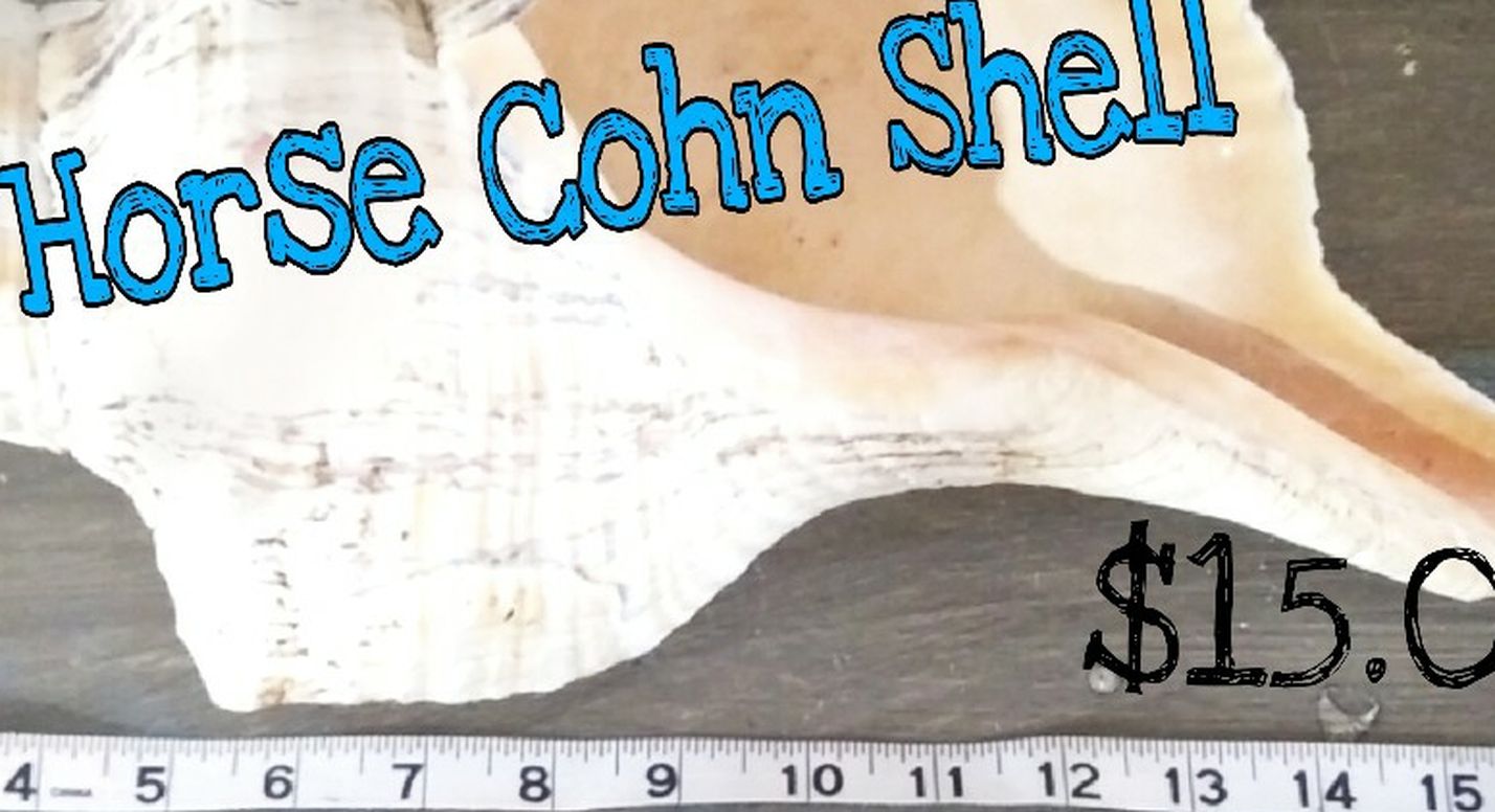 17 Inch Long Horse Cohn Shell