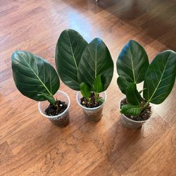 Ficus plants