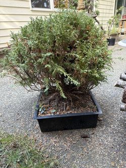 Shrub