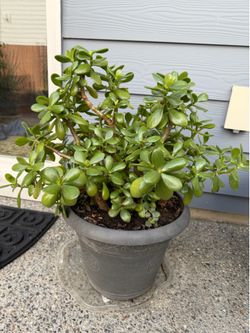 Healthy 2ft Lush Jade Plants in 1ft Decorative Pot