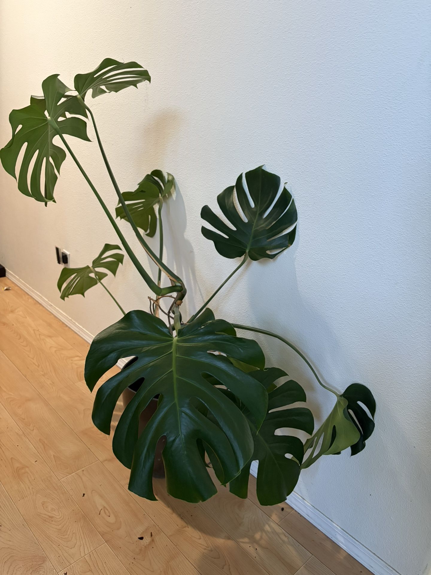 Mature Monstera Plant