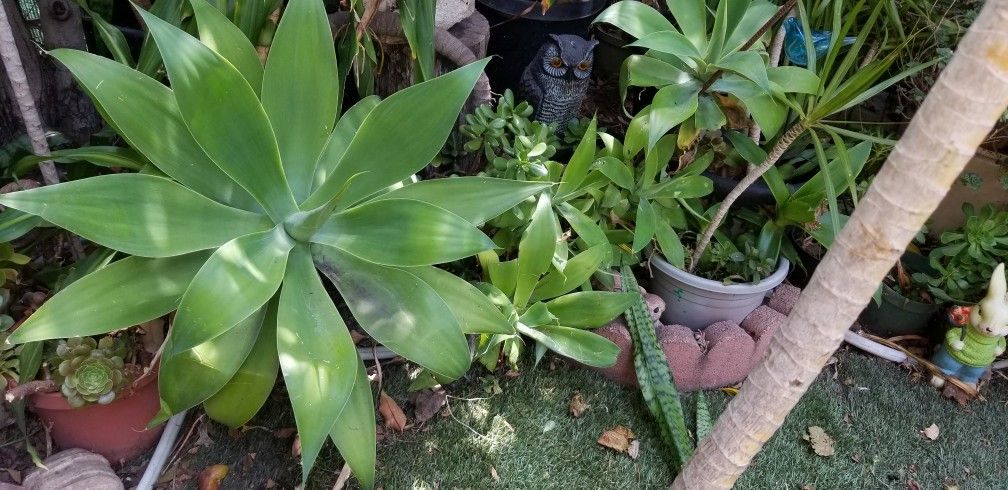Plants 5 Feet Tall And Higher