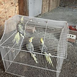 Jaula Para Cacatúas 