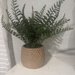 Potted Fern Plant