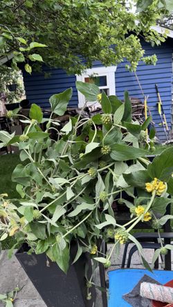 Jerusalem Sage