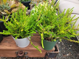 Rat Tail Plants