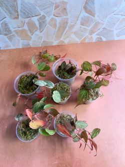 Philodendron Pink Mint Galaxy MICANS