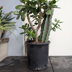 Jade Plant With  14"  Peruvian Cactus