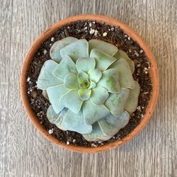 Rose Succulent