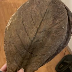 Bag Of XL Indian Almond Leaves 