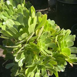 Very Nice Succulent 